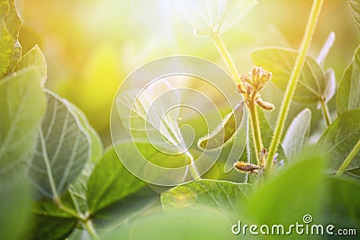 Rural landscape - field the soybean Glycine max in the rays summer sun Stock Photo