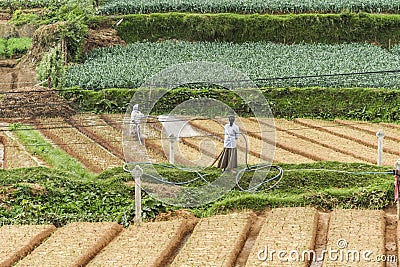 rural landscape with fields and female worker near Nuwara Eliya in the highlands of Sri Lanka Editorial Stock Photo