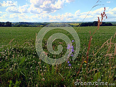 Rural landscape with flowers near Bad Bertrich in german region Eifel, district Cochem-Zell Stock Photo