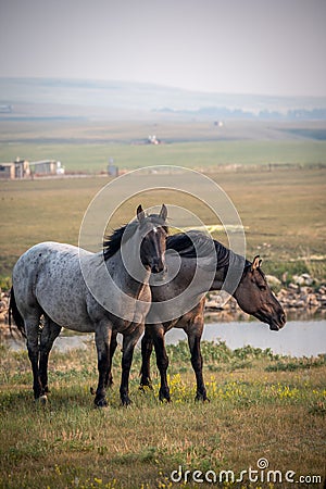 Rural landscape with grazing horses Stock Photo