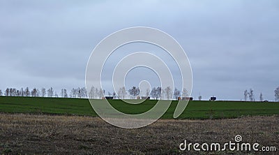 Rural landscape with green field of winter crops, trees on horizon, trucks on road and stratus clouds Stock Photo