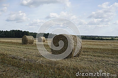 Rural landscape. Harvested field and straw bales. Blue sky. Horizon. August. Stock Photo