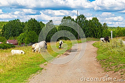 Rural landscape, large herd of cows crosses a field road, Ural village, summer landscape with clouds, Russia. Stock Photo