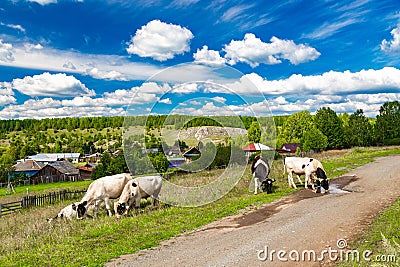 Rural landscape, large herd of cows crosses a field road, Ural village, summer landscape with clouds, Russia. Stock Photo