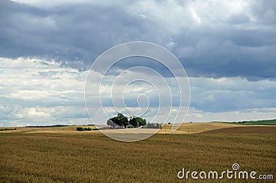 Rural landscape - little farm in the middle of wheat field. Stock Photo