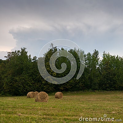 Rural landscape with rolls of hay, meadow and roll bales during overcast summer day Stock Photo