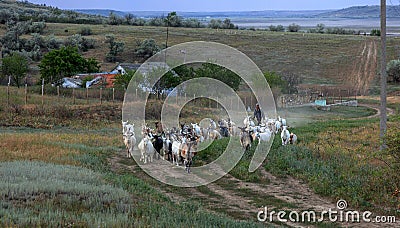 Rural landscape of a shepherd with a herd of goats. A shepherd leads a herd of goats along a path in the steppe zone Stock Photo