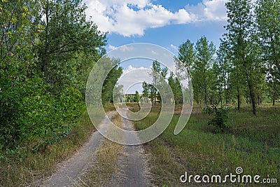 Rural landscape. Straight country road runs through a sparse grove. Clear blue sky with clouds in the background Stock Photo