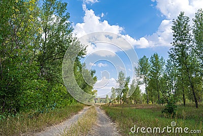 Rural landscape. Straight country road runs through a sparse grove. Clear blue sky with clouds in the background Stock Photo