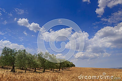 RURAL LANDSCAPE SUMMER. Between Apulia and Basilicata: hilly contryside with cornfield and olive grove dominated by blue sky with Stock Photo