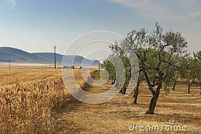 RURAL LANDSCAPE SUMMER. Hilly contryside with cornfield and olive grove. Stock Photo