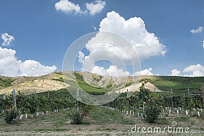 Summer landscape in Romagna Italy Stock Photo