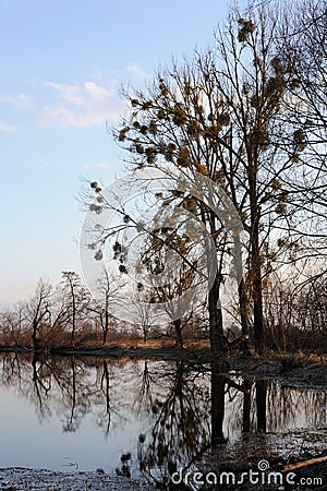 Rural landscape with trees with mistletoe reflecting in water in early spring in the evening before dusk near Chopin birth place Stock Photo