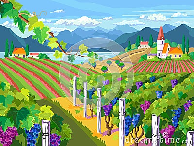 Rural landscape. Vineyard and grapes bunches. Vector Illustration