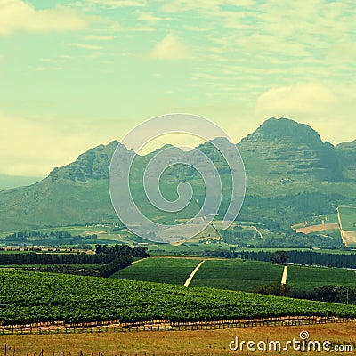 Rural landscape with vineyard(South Africa) Stock Photo