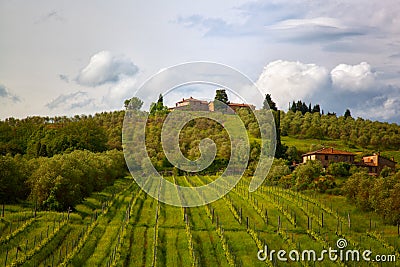 Rural landscape with vineyards Stock Photo