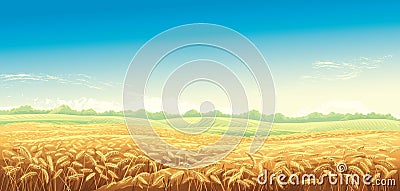 Rural landscape with wheat fields Vector Illustration