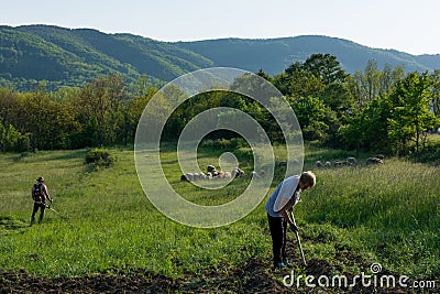 Idyllic Rural Scene: Farm Work and Grazing Sheep in Spring Stock Photo