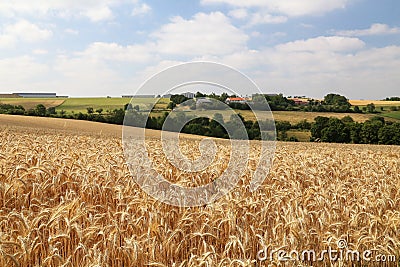 Rural landscape with yellow fields of mature wheat Stock Photo