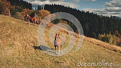 Rural mountain with farm animals aerial. Autumn nature landscape. Horses at countryside. Farmlands Stock Photo