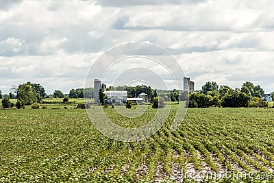 Rural Ontario Farm with Barn Silo storage agriculture animals Canada farming Stock Photo