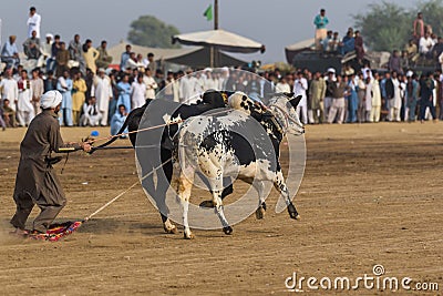 Rural Pakistan, the thrill and pageantry bull race. Editorial Stock Photo