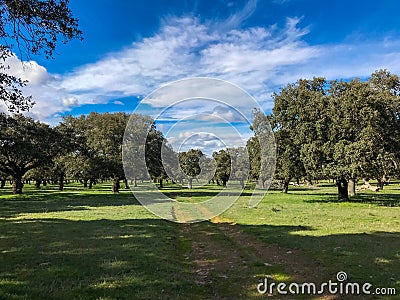 Rural pathway across the pasture with holm oaks and blue sky and clouds in Spain Stock Photo