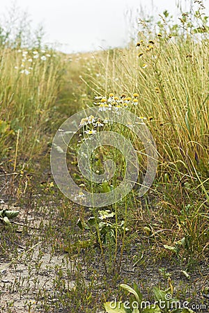 Rural pathway along weeds, wild herbs and cereals, chamomile plant is closeup Stock Photo