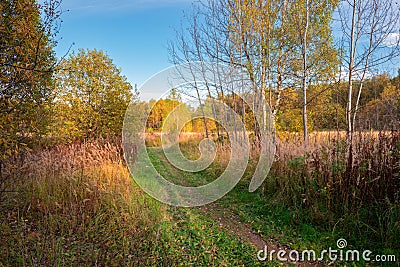 Rural pathway in the autumn forest Stock Photo