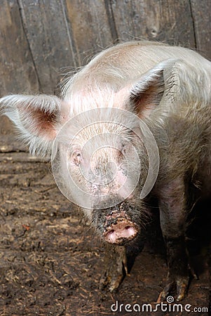 Rural Pig Stock Photo