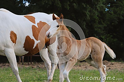 Paint horse mare with foal close up in Texas Stock Photo