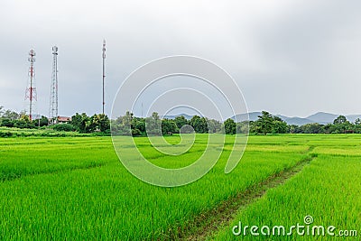 Rural rice field with mobile communication signal tower Stock Photo