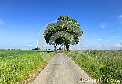 Rural road central symmetric composition with framing trees. Bike summer route in Poland Stock Photo