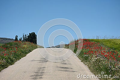 Rural road in the fields seamed by poppies and this fantastic blue sky Stock Photo