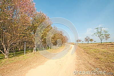 Rural road through green fields with mountain Stock Photo