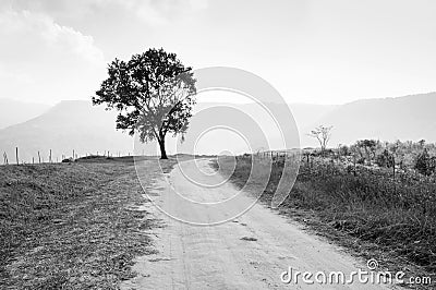 Rural road leading to the tree Stock Photo