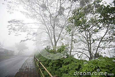Rural road view in the fog. Rain on a msty morning with trees in the woods background. Stock Photo