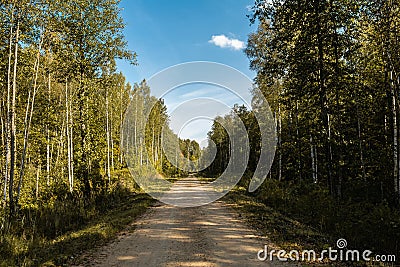 Rural sandy road in the autumn forest. The trees on the roadside are illuminated by bright sunlight. The shady side of the forest Stock Photo