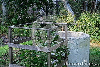 Rural scene in country house farmland. Black currant bush grows in fenced area. Cottage core aesthetic. Locally grown Stock Photo