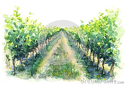 Rural Scene Fragment of Vineyard Watercolor Sketch Stock Photo