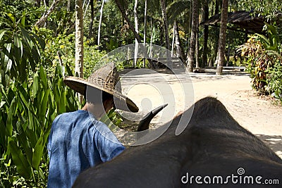 Rural scene in Thailand with a water buffalo Editorial Stock Photo