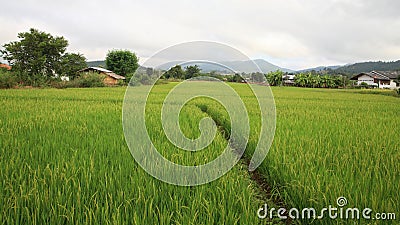 Rural scenic of paddy rice field Stock Photo