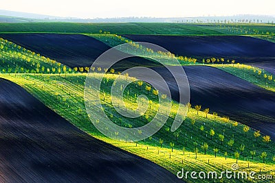 Rural spring landscape with colored striped hills with trees Stock Photo