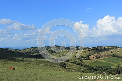 Rural Swaziland landscape with cows, Southern Africa, african nature Stock Photo
