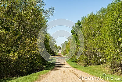 Rural tree lined road Stock Photo