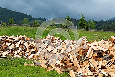 Pile of cut wood the yard of a village house, at on the logs, fst in the background. Ukraine, Carpathians. Stock Photo
