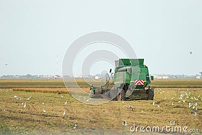 Rural view of the rice harvesting. Valencia, Albufera, Spain Editorial Stock Photo