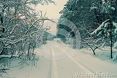 Rural winter snowy landscape Stock Photo