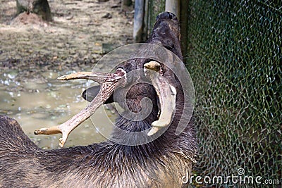 Rusa deer, a native deer in Indonesia Stock Photo