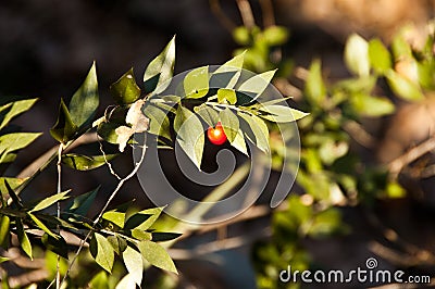 Ruscus Aculeatus Stock Photo